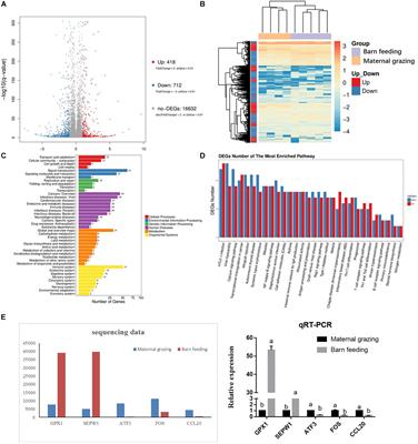 From Maternal Grazing to Barn Feeding During Pre-weaning Period: Altered Gastrointestinal Microbiota Contributes to Change the Development and Function of the Rumen and Intestine of Yak Calves